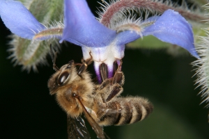 Borretsch (Borago officinalis) - eine typische Bienenblume
